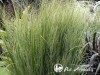 Sora rykštėtoji  ,Northwind' (lot.  Panicum virgatum)